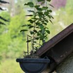 Stark verstopfte Regenrinne mit wachsender Pflanze Stark verstopfte Regenrinne in der eine Pflanze wächst – A-S-G Haustechnik Dachrinnen Reinigung