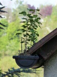 Dachrinnenreinigung von stark verstopfter Regenrinne Stark verstopfte Regenrinne in der eine Pflanze wächst – A-S-G Haustechnik Dachrinnen Reinigung